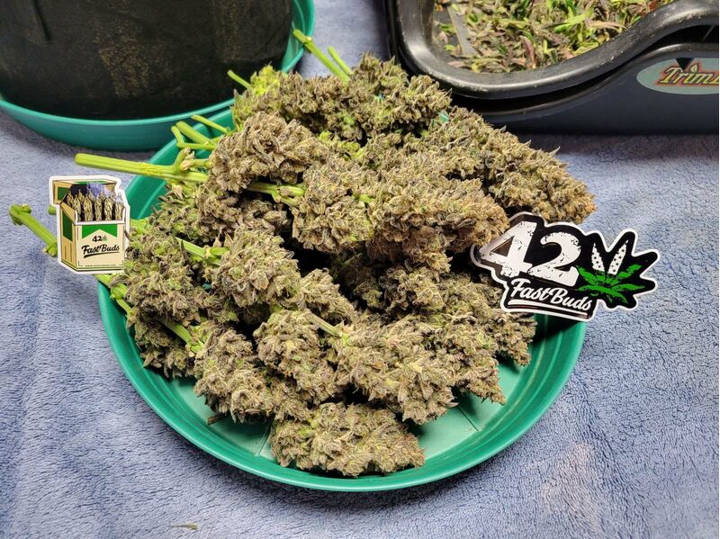 Guava Auto, Фасовка: 5, изображение 10